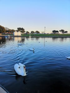 Swans at canoe lake